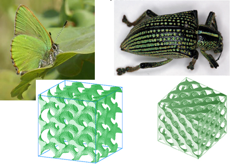 Butterfly Callophris rubi with gyroid structure and weevil Entimus imperialis with diamond structure